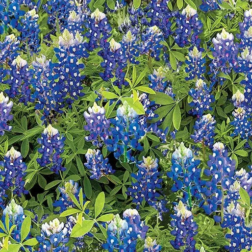 Blue Bluebonnet Flowers Cotton Wideback Fabric per yard